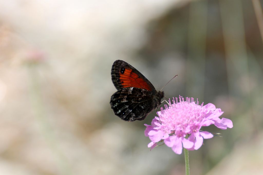 Erebia montana? S